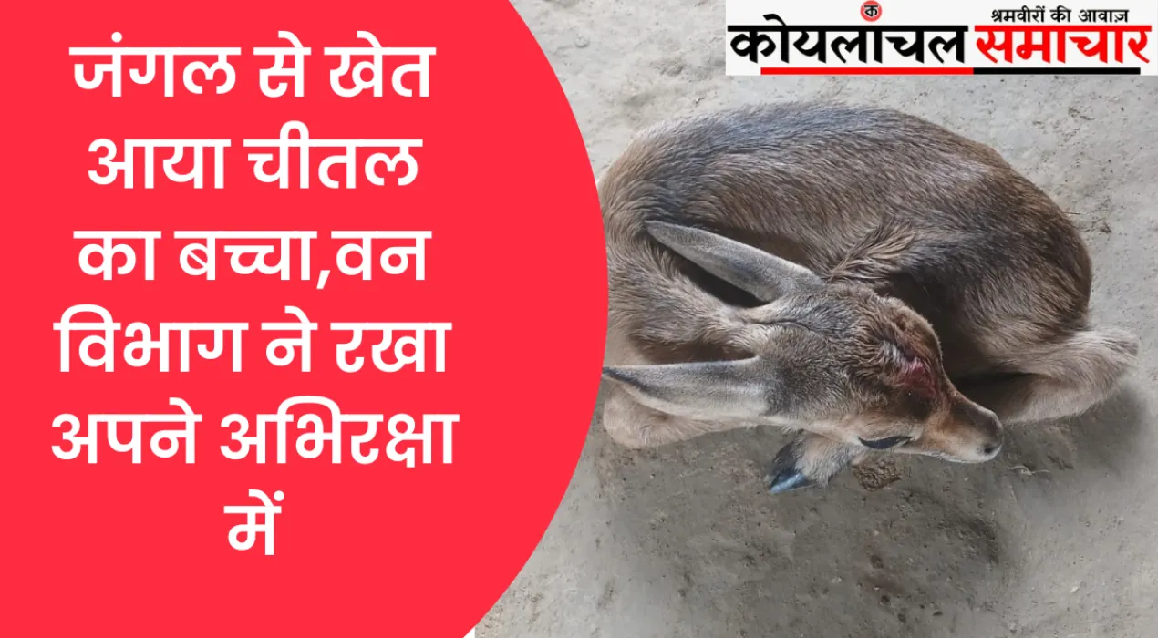 van vibhag anuppur